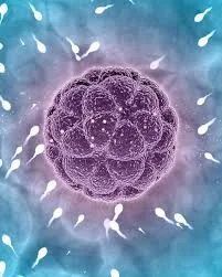 Blastocyst Culture